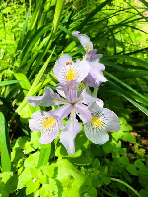 iris-sauvage