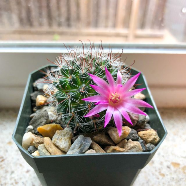 cactus-fleuri