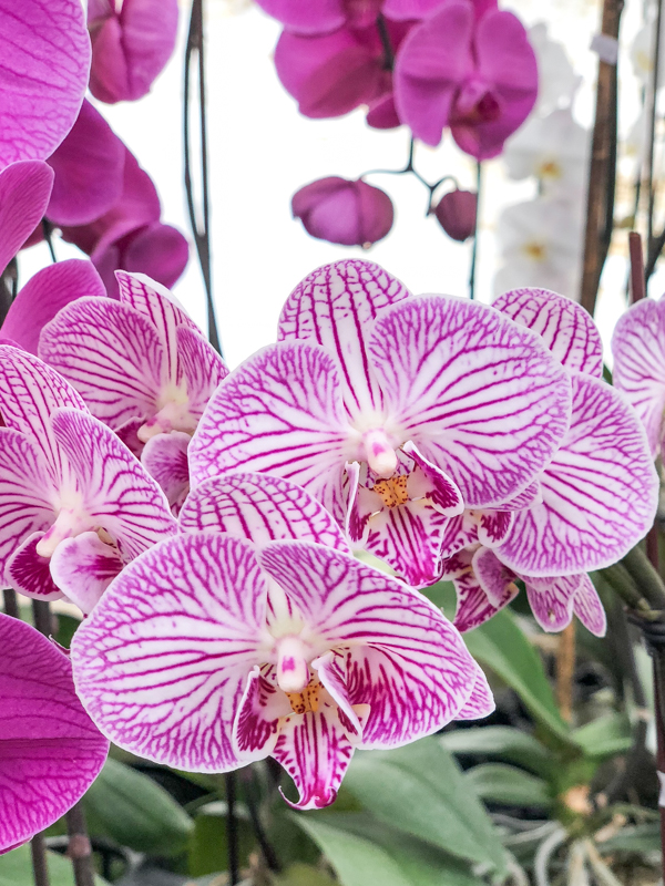 serre-orchidee