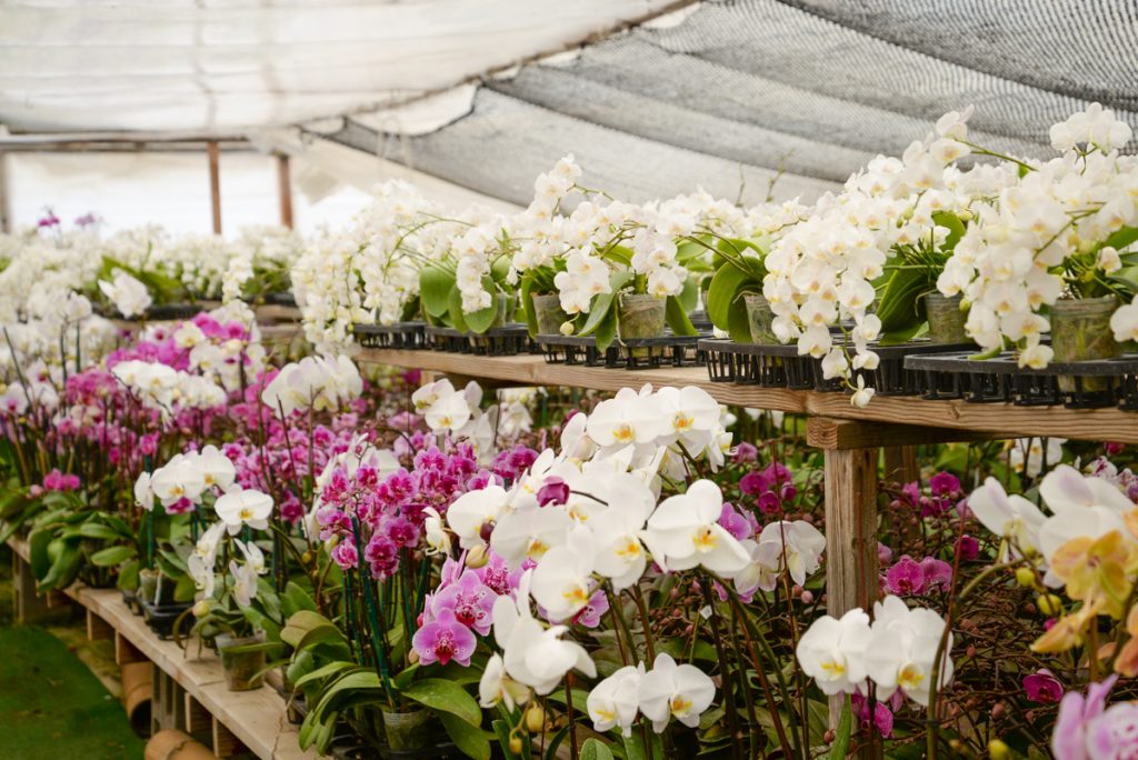 serre-orchidee