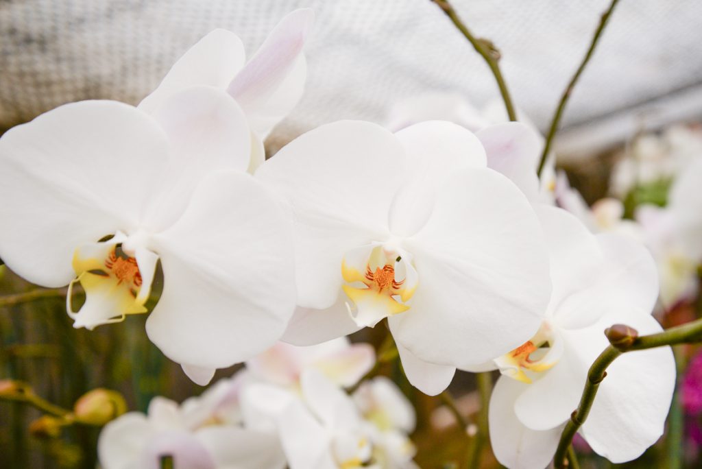 serre-orchidee