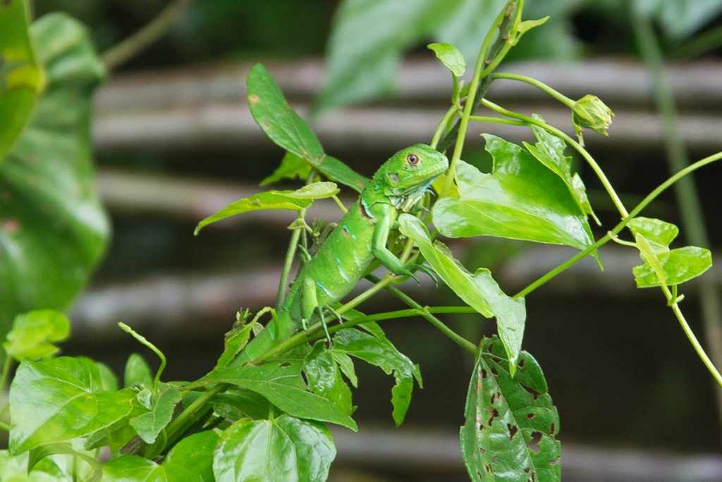 tortuguero-iguane-costa-rica
