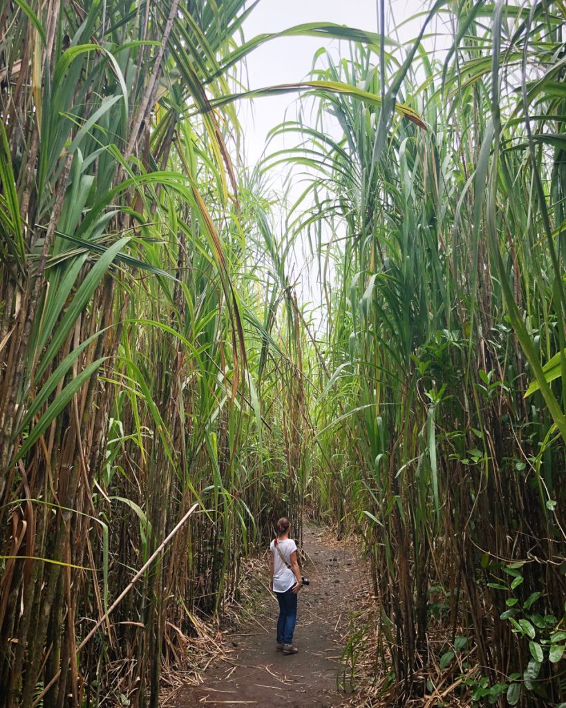 costa-rica-plantation