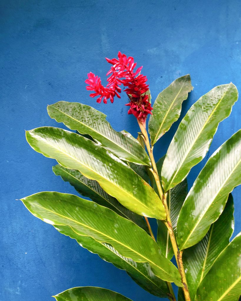 fleur-costa-rica