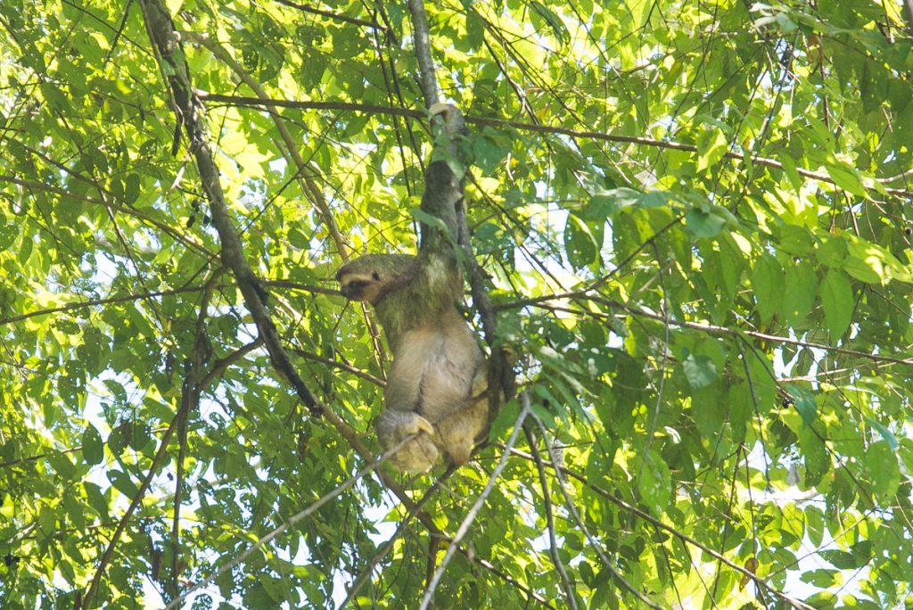 paresseux-costa-rica