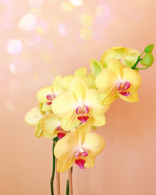 fleur-orchidee