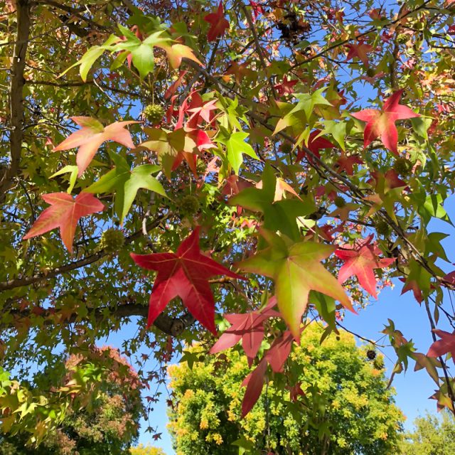 feuilles-automne-californie