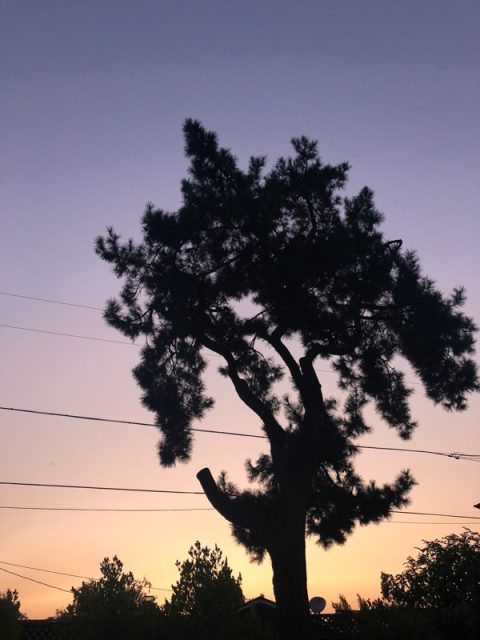 silhouette-arbre-coucher-soleil