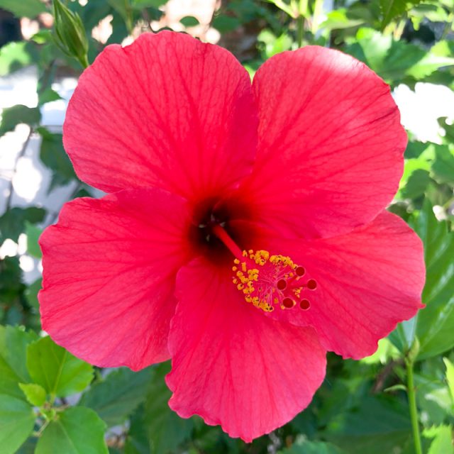 hibiscus-jardin