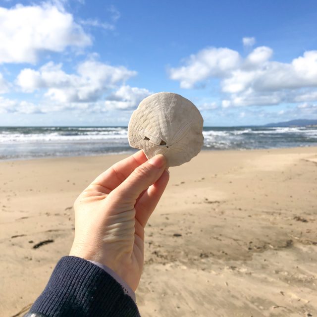 sand-dollar-plage