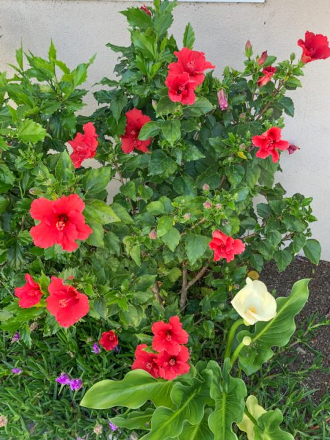 hibiscus-rouge-jardin