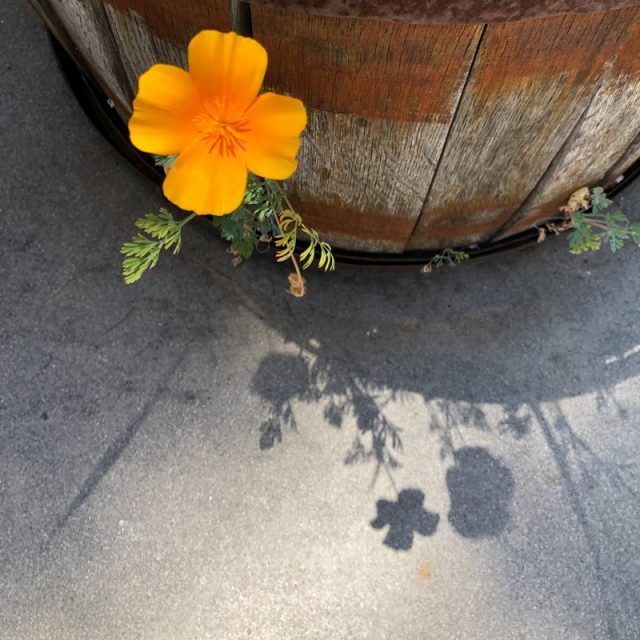 ombre-fleur