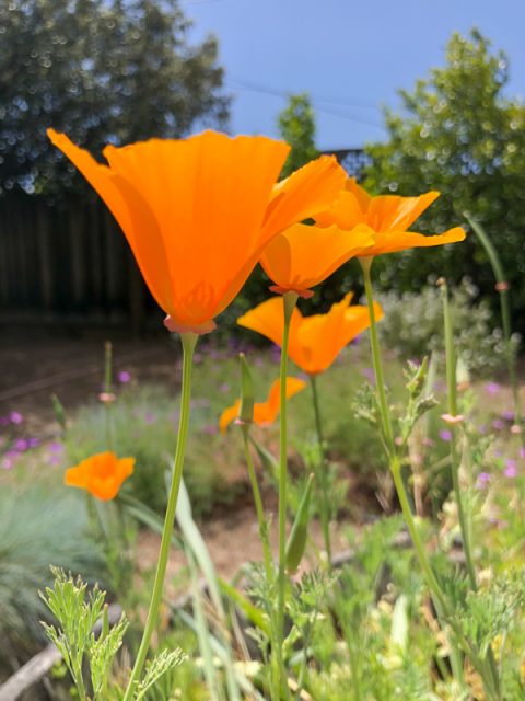poppy-californie