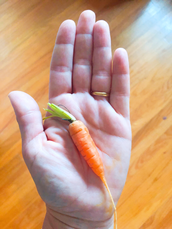 mini-carotte