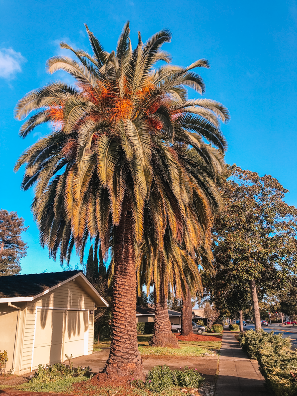 palmiers-californie