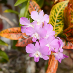 orchidee-hawaii