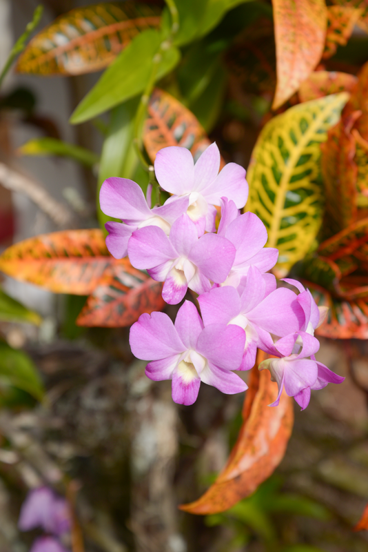 orchidee-hawaii