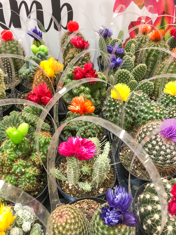 cactus-multicolores
