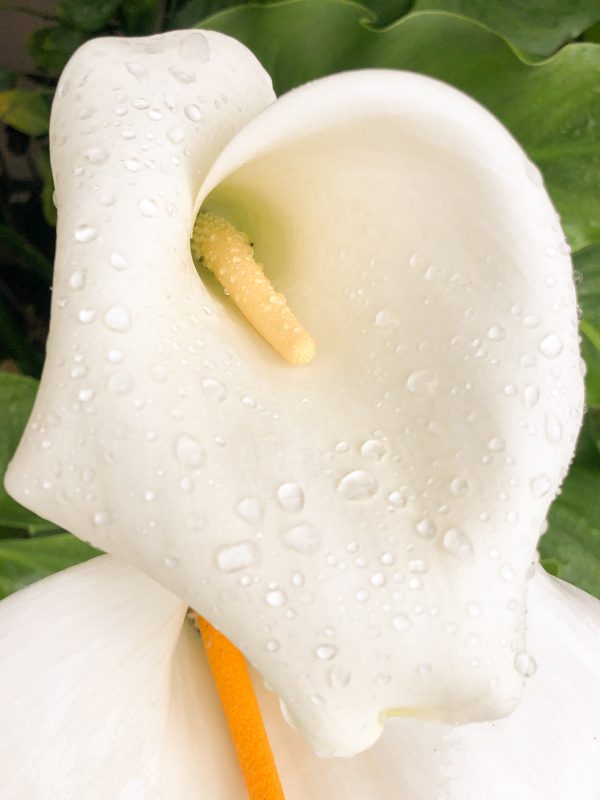 arum-fleur
