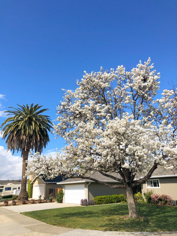 printemps-Californie