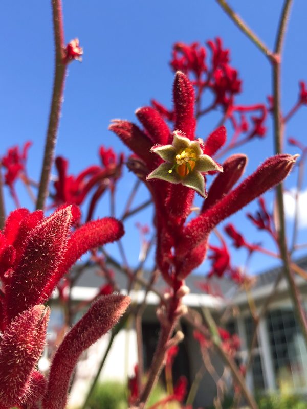 fleur-printemps