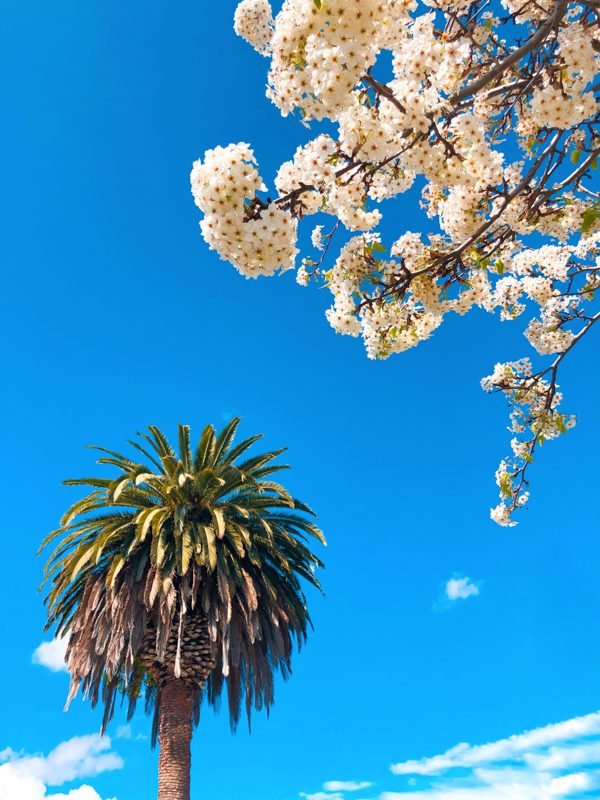 printemps-californie