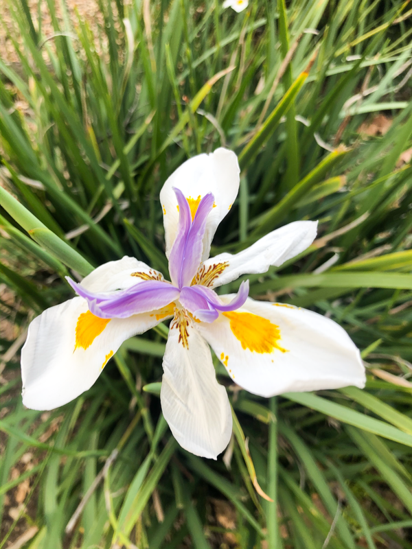 iris-fleur