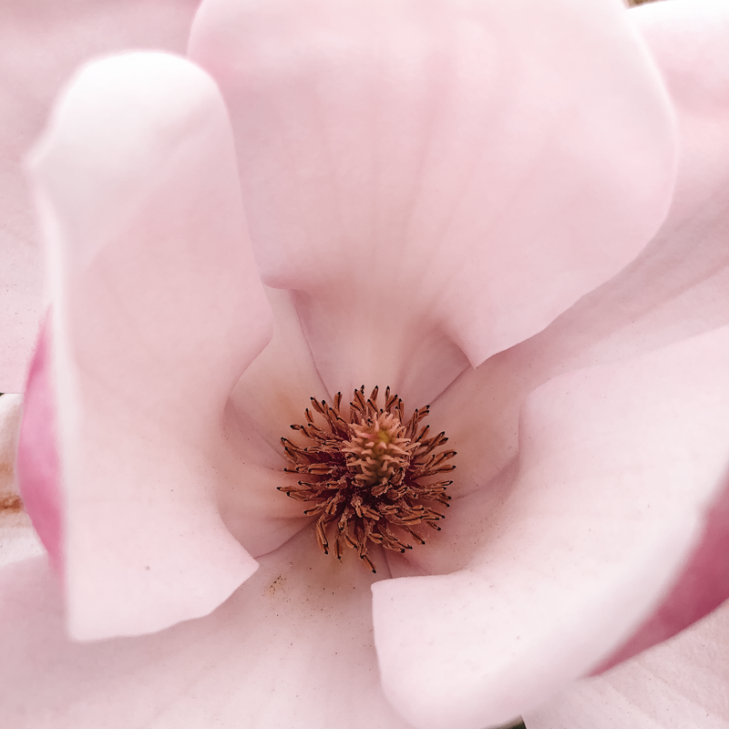 magnolia-fleur